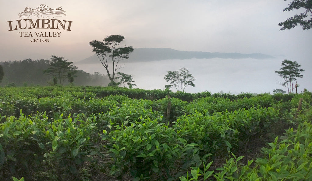 Lumbini Tea Valley: Welcome to the valley of originality